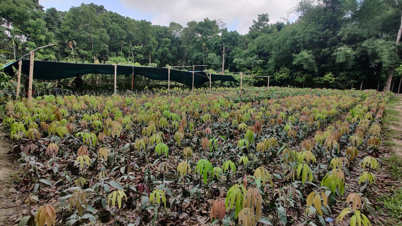 ROY NURSERY MANGO PLANT WHOLESALE NURSERY 7908969732