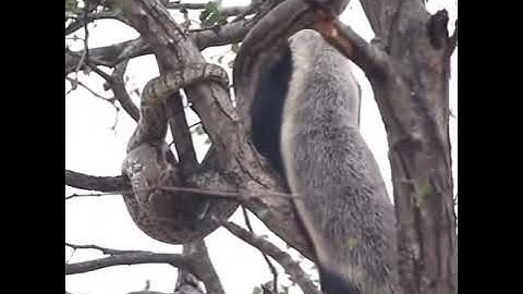 Fearless Honey Badger vs Python: Wild Battle for Survival!