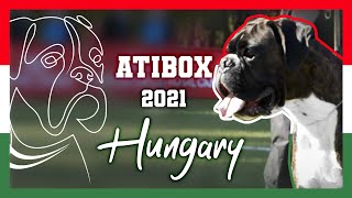 Atibox Budapest 2021 | The Biggest Boxer Show