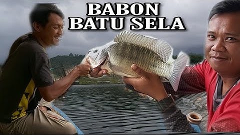 Mancing Jatiluhur Strike babon spot Batu sela
