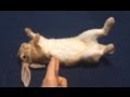 My Rabbit Got Shot! (Playing Dead) My Rabbit Got Shot! (Playing Dead)