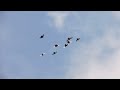 Тренировка голубей по ветру Брянской области