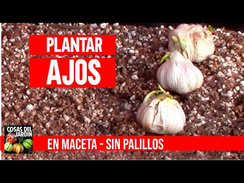 Video: Cuidado del ajo de madera silvestre: cómo cultivar ramsons en el jardín