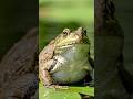 Bullfrog - Amazing Animals