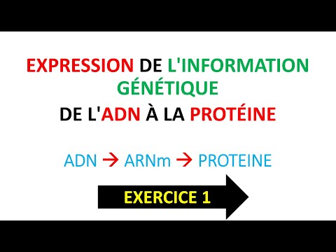 exercice 2ème bac Svt international génétique