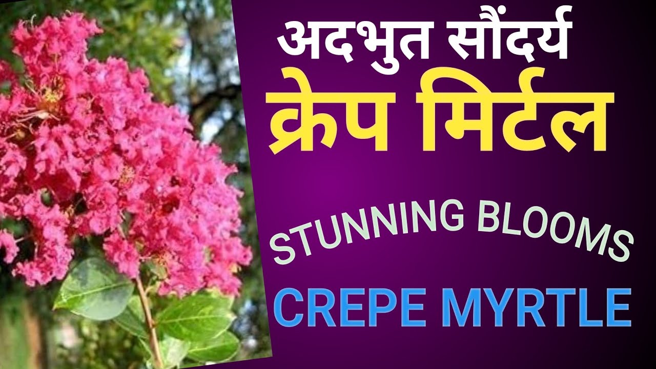 Crepe Myrtle: The Secret to vibrant Landscaping and Medicinal uses 