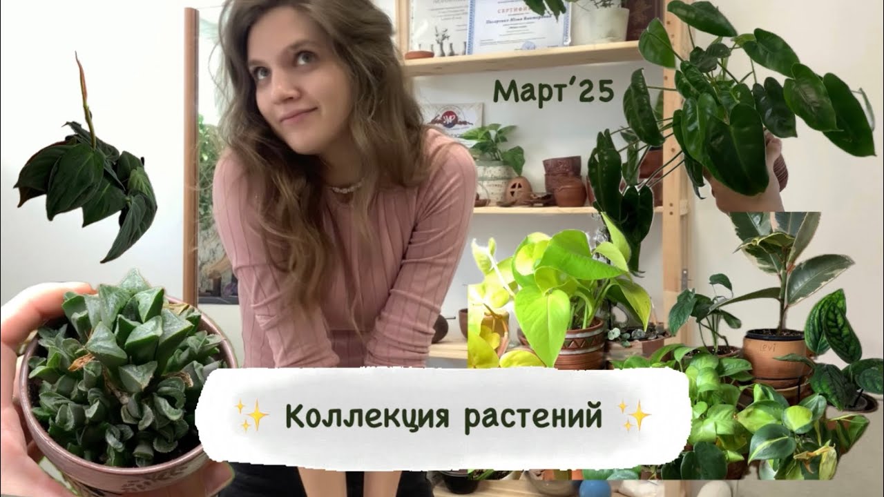 Коллекция комнатных растений 🌱 Часть 1 | Студия керамики Горно-Алтайск | Март’2025