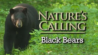 Nature's Calling  Bears in Missouri (May 2024)