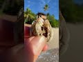 Hermit the Hermit Crab!