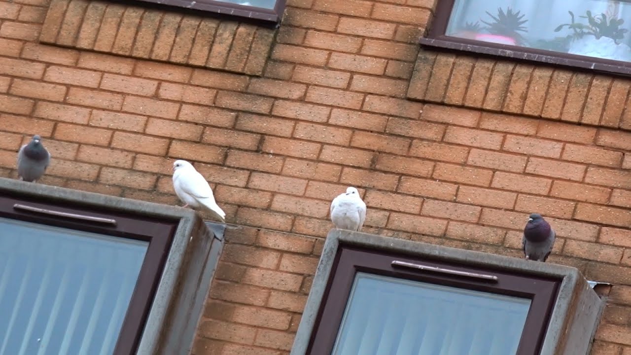 Pigeon Double Wedding YouTube