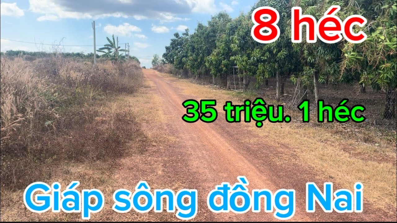 Cần nhượng 8 héc ta giá chỉ 35 triệu 1 năm.1 héc tại la ngà tỉnh đồng Nai 