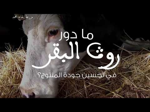 فيديو: لماذا يستخدم المزارعون روث البقر لتخصيب محاصيلهم؟