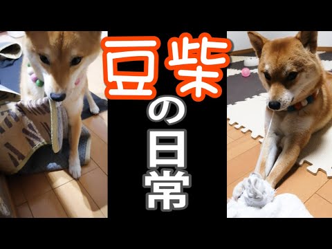 豆柴1匹を飼育すると日常はこ～んな感じ Vol1 - YouTube