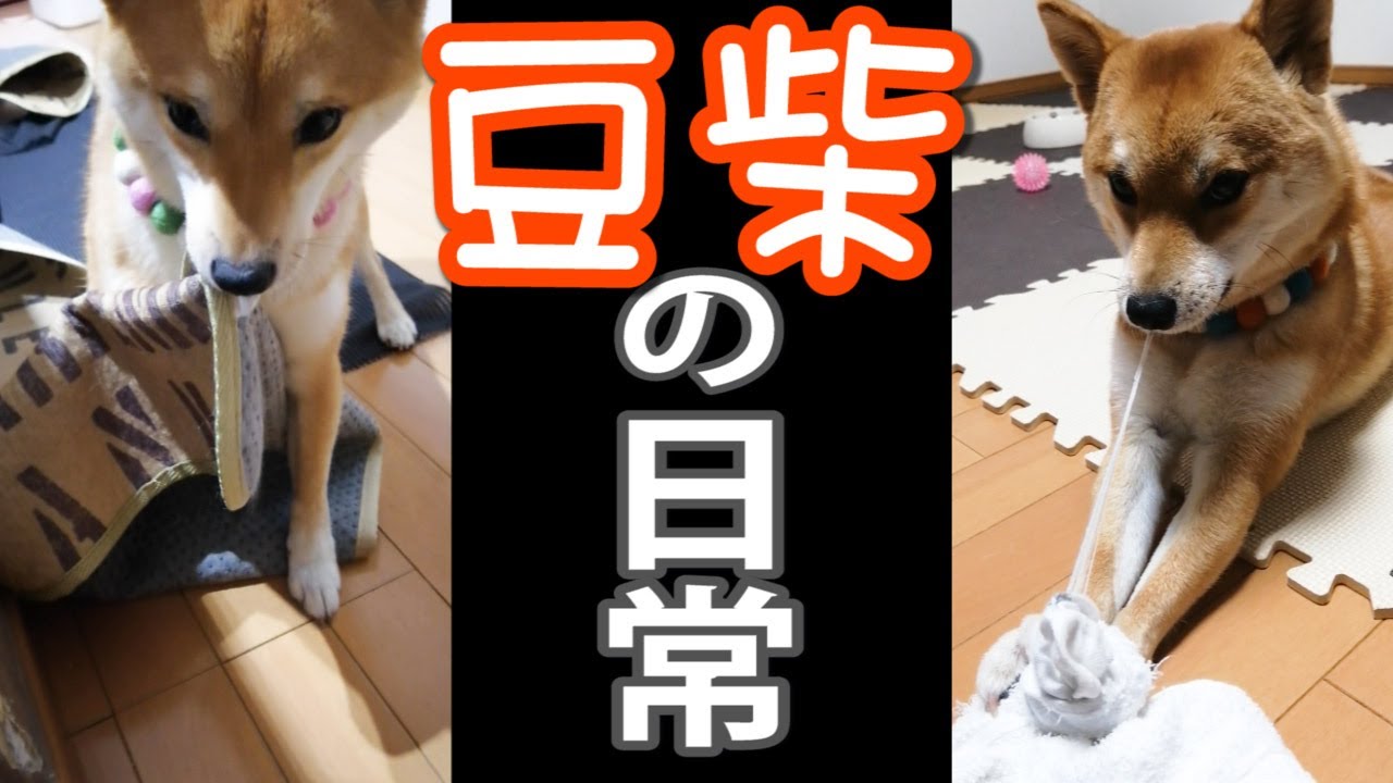 豆柴1匹を飼育すると日常はこ～んな感じ Vol1 - YouTube