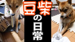 豆柴1匹を飼育すると日常はこ～んな感じ Vol1 - YouTube