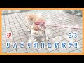 柴犬 美姫婆ちゃん のんびり散歩！ その１２　リハビリ後の初散歩【3/3】の巻