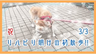 柴犬 美姫婆ちゃん のんびり散歩！ その１２　リハビリ後の初散歩【3/3】の巻