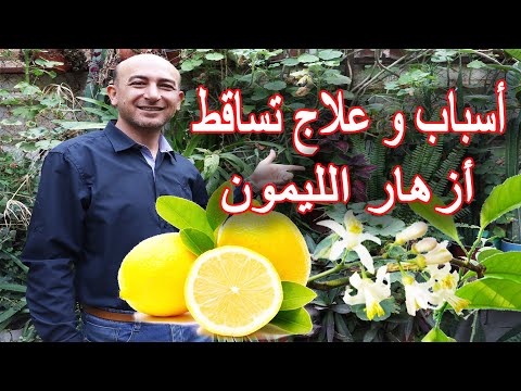 فيديو: سقوط الأزهار على أشجار الليمون: أسباب تساقط أزهار الليمون