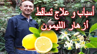أسباب و علاج تساقط أزهار الليمون, Reasons and Treatment of Falling Lemon Blossoms