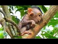 Emotional sadness and sorrowful with painful  the miserable life of baby monkey with bad injured