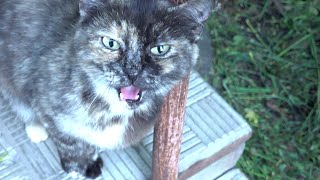 Lonely cat meowing and purring so cute