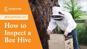 Beekeeping 101: How to Inspect a Bee Hive | Ecrotek Beekeeping Supplies