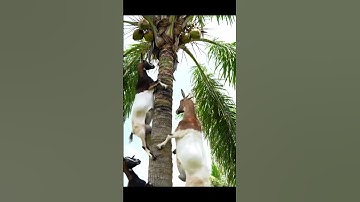 “Amazing Animal Behavior: Goats Up a Palm Tree”“Goats in Action: Palm Tree Fruit Pickers” #ai #new