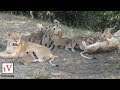 Nine hungry lion cubs getting fed by three lionesses