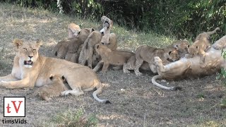 Nine hungry lion cubs getting fed by three lionesses