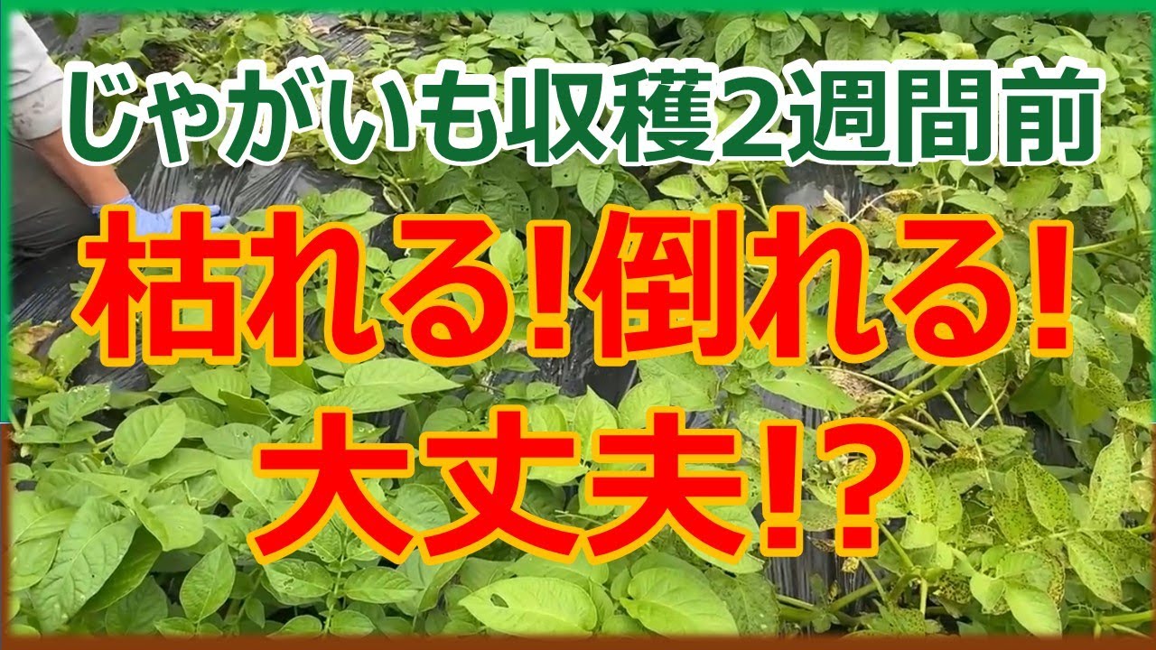 【じゃがいも栽培】収穫2週間前　枯れる倒れる大丈夫⁉︎