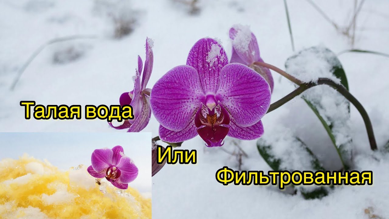 СНЕГ для Орхидей ! Смотреть ВСЕМ, тестирование воды для полива растений