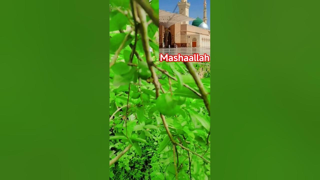 hum madine se allah qun aa gay hum madine se allah qun aa gay