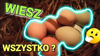 - Te Informacje Zwalą Cię Z Nóg Pyrki Dla Kur