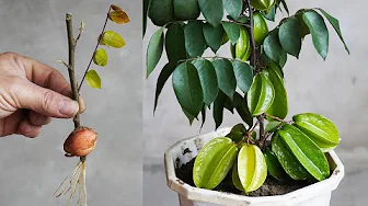 Discover The Secret To Growing Plants With Creative Cuttings