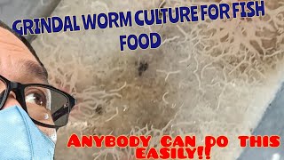 So easy Grindal worm culture #aquarium #aquariumhobby #grindalworms #livefoodforfish #fishbreeding