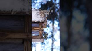 Кто посещает кормушки 🥜nature animals eat #природа #nature #animals #животные #winter