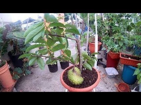 Soursop Tree Air Layering Propagation Youtube Soursop Tree Air Layering Propagation Youtube