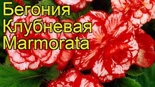 Бегония клубневая (Marmorata). Краткий обзор, описание характеристик, где купить луковицы