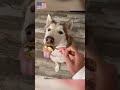 Cat Dog Pets Funny Funnyvideos Foryou Music Cat Dog Pets Funny Funnyvideos Foryou Music