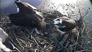 MNSA Osprey-Cam: Defending the nest 04 17 09