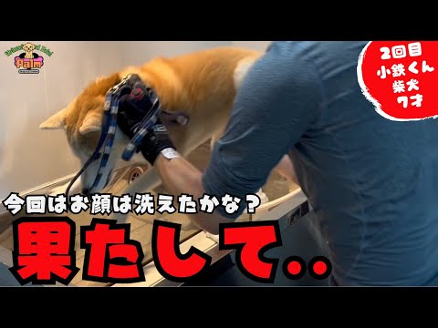 前回お顔まわりを洗えなかった柴犬の噛み犬トリミング!!