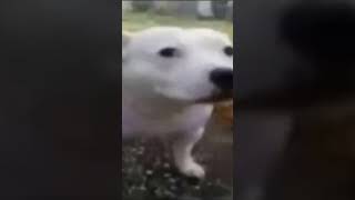 Huh? #dog #animals