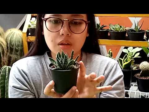 Video: Adakah Aloe Vera Mekar: Cara Mendapatkan Bunga Pada Tumbuhan Aloe