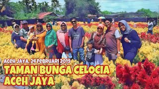 Taman Bunga Celosia 2