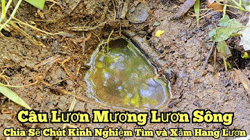 Câu lươn toàn lươn ngon_Chia sẽ chút kinh nghiệm xăm tìm hang lươn_tập796//How to find eel caves