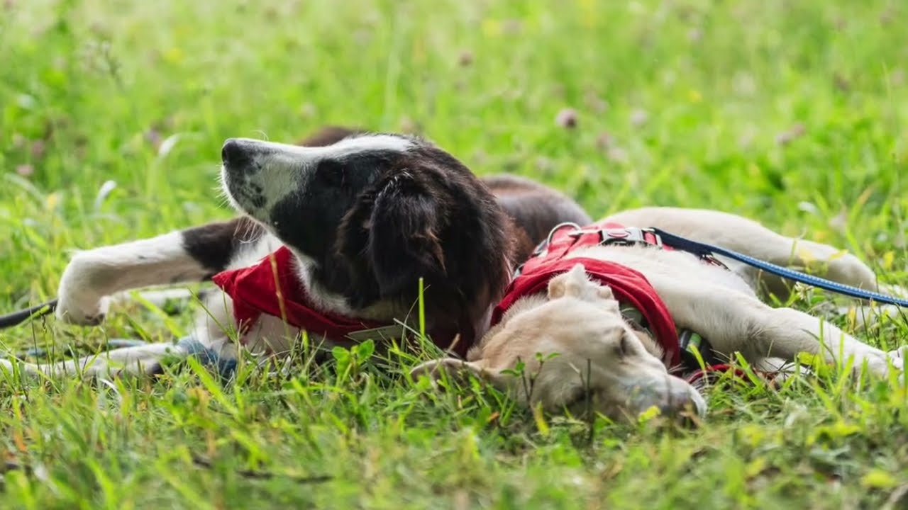 Bark Date Frankfurt💕