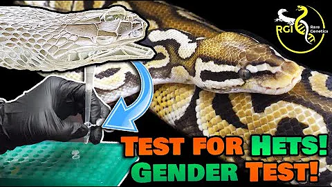 Breaking Research: Gender and MORPH Tests from Sna...