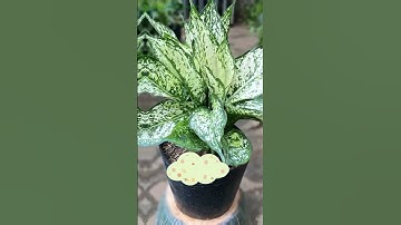 🌿 Cây ngọc ngân – Lá bạc, tài lộc ngập tràn! 🌿