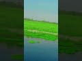 #brso#phle#thi#ndi#huva#krti#He#video#viral #
