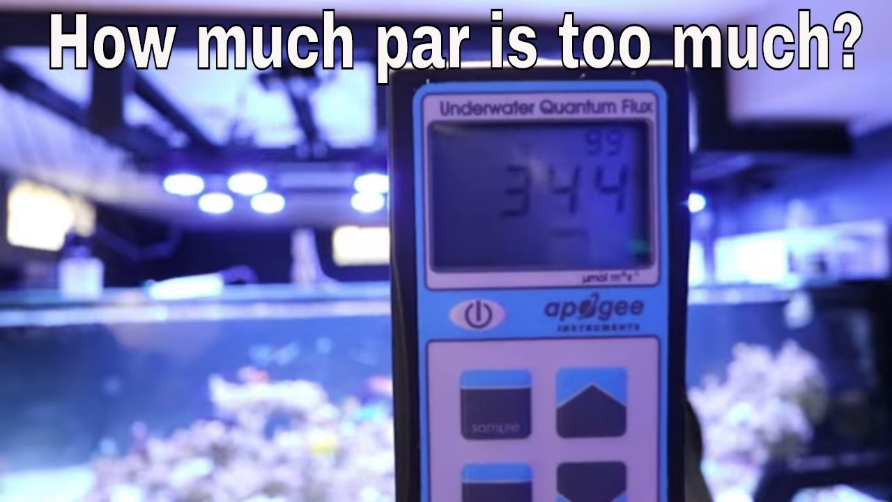 HOW MUCH PAR IS TOO MUCH PAR IN YOUR AQUARIUM YouTube HOW MUCH PAR IS TOO MUCH PAR IN YOUR AQUARIUM YouTube